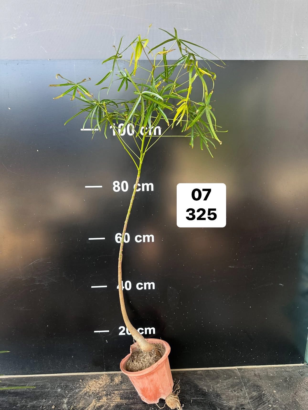 Chậu Cây kiểng lá Queensland Bottle Tree - Brachychiton Rupestris Chậu Cây kiểng lá Queensland Bottle Tree - Brachychiton Rupestris