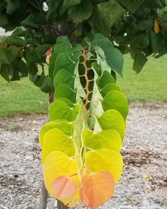 Chậu Cây kiểng lá Rising Sun Redbud -Rising Sun Redbud - Loài cây gây lú cực mạnh khiến dân tình như hoa mắt Chậu Cây kiểng lá Rising Sun Redbud -Rising Sun Redbud - Loài cây gây lú cực mạnh khiến dân tình như hoa mắt