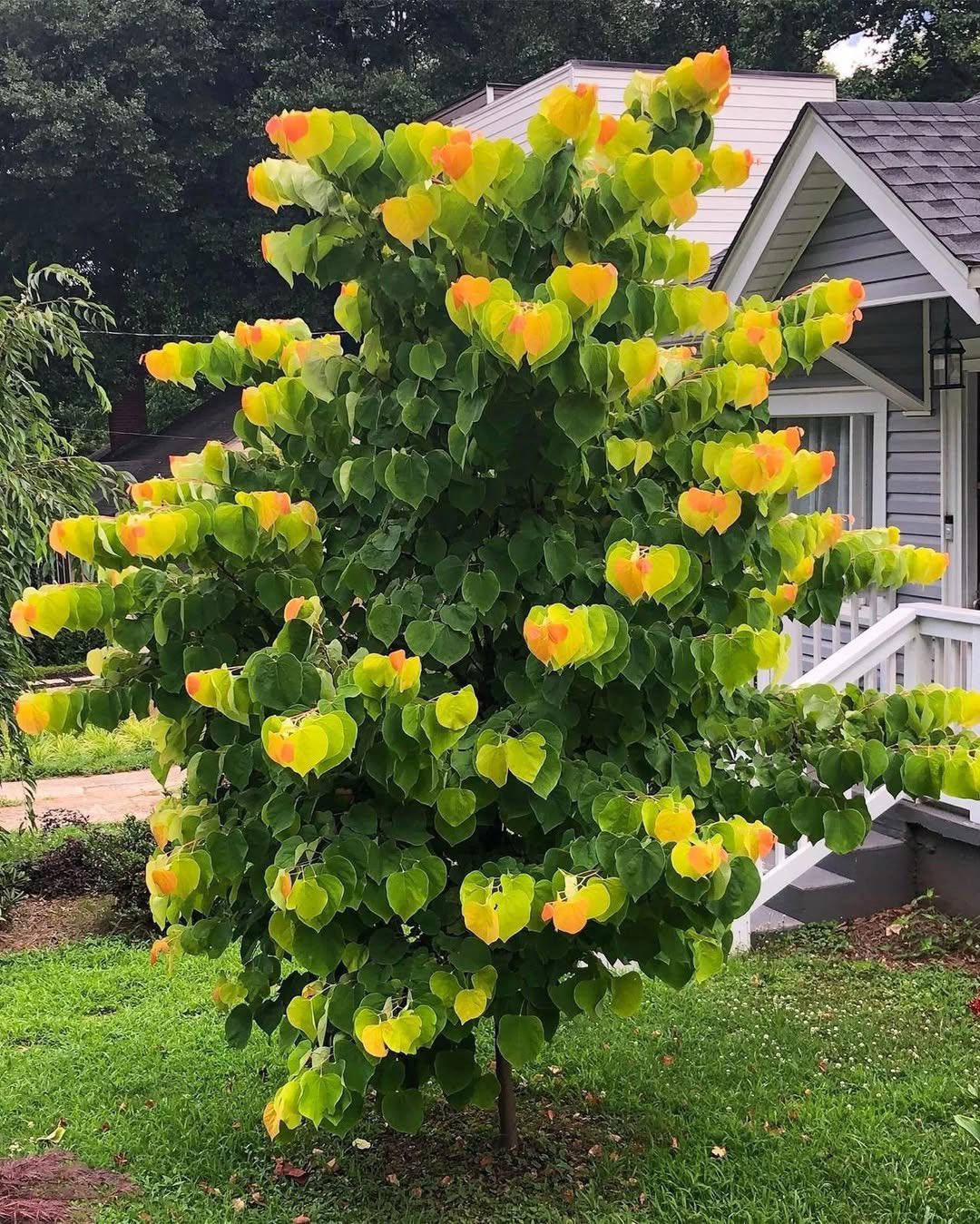 Chậu Cây kiểng lá Rising Sun Redbud -Rising Sun Redbud - Loài cây gây lú cực mạnh khiến dân tình như hoa mắt Chậu Cây kiểng lá Rising Sun Redbud -Rising Sun Redbud - Loài cây gây lú cực mạnh khiến dân tình như hoa mắt