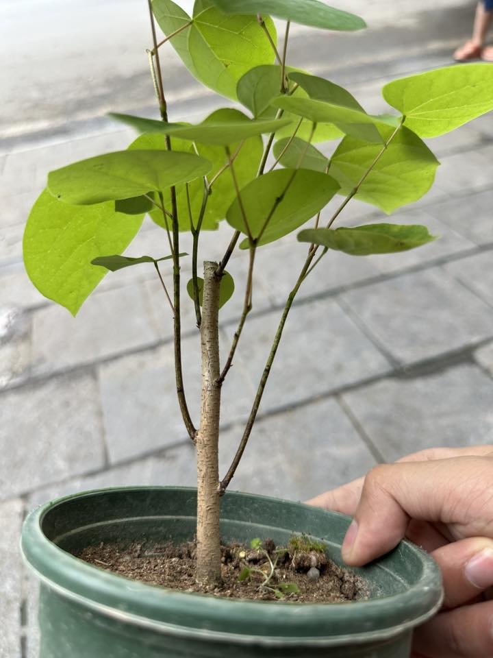 Chậu Cây kiểng lá Rising Sun Redbud -Rising Sun Redbud - Loài cây gây lú cực mạnh khiến dân tình như hoa mắt Chậu Cây kiểng lá Rising Sun Redbud -Rising Sun Redbud - Loài cây gây lú cực mạnh khiến dân tình như hoa mắt