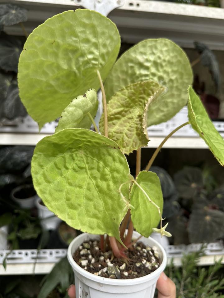 Chậu Cây kiểng lá begonia phutoensis nhiều thân nhiều lá Chậu Cây kiểng lá begonia phutoensis nhiều thân nhiều lá