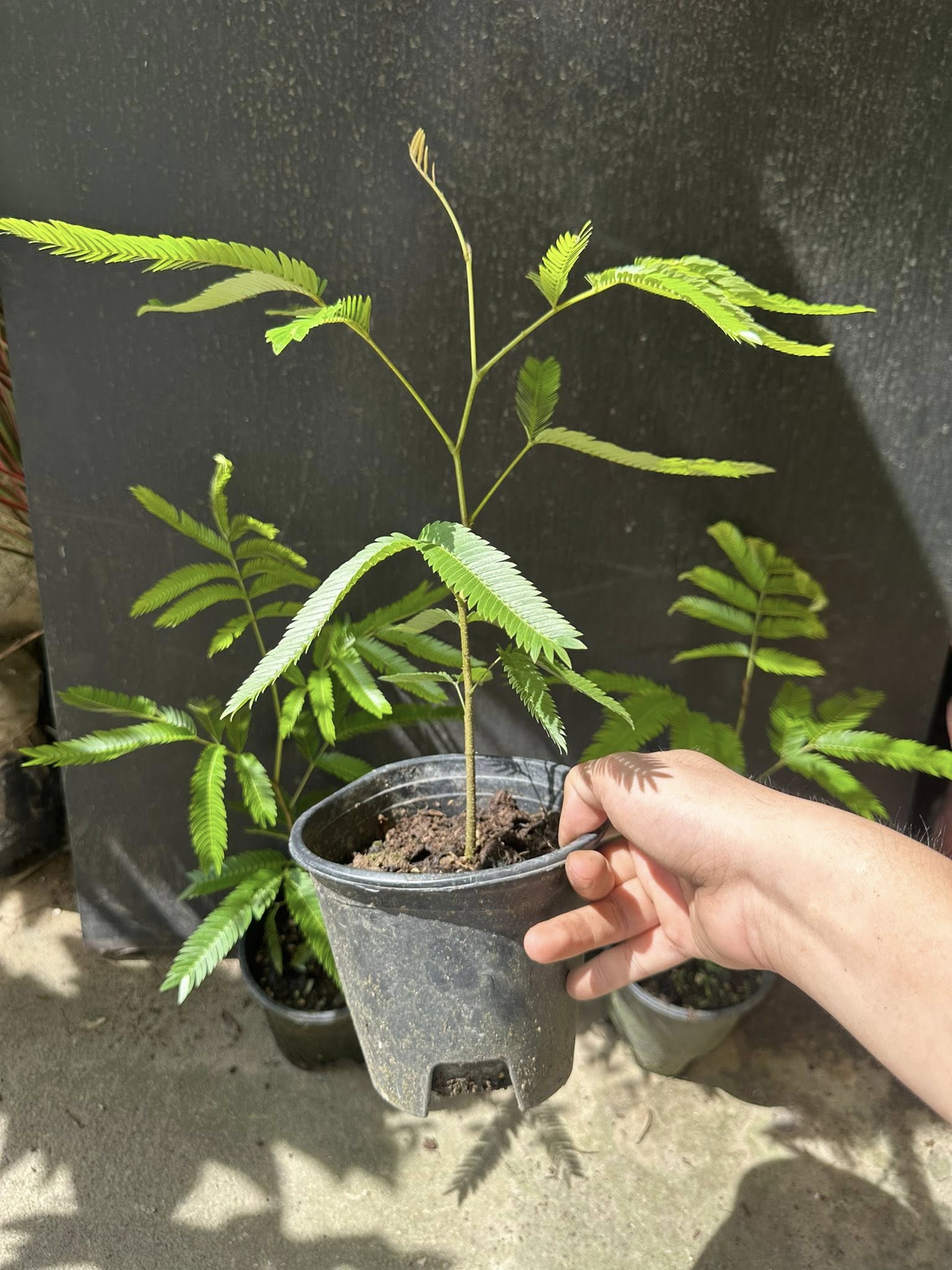 Chậu Cây kiểng lá Pithecellobium Confertum ( Everfresh) Chậu Cây kiểng lá Pithecellobium Confertum ( Everfresh)