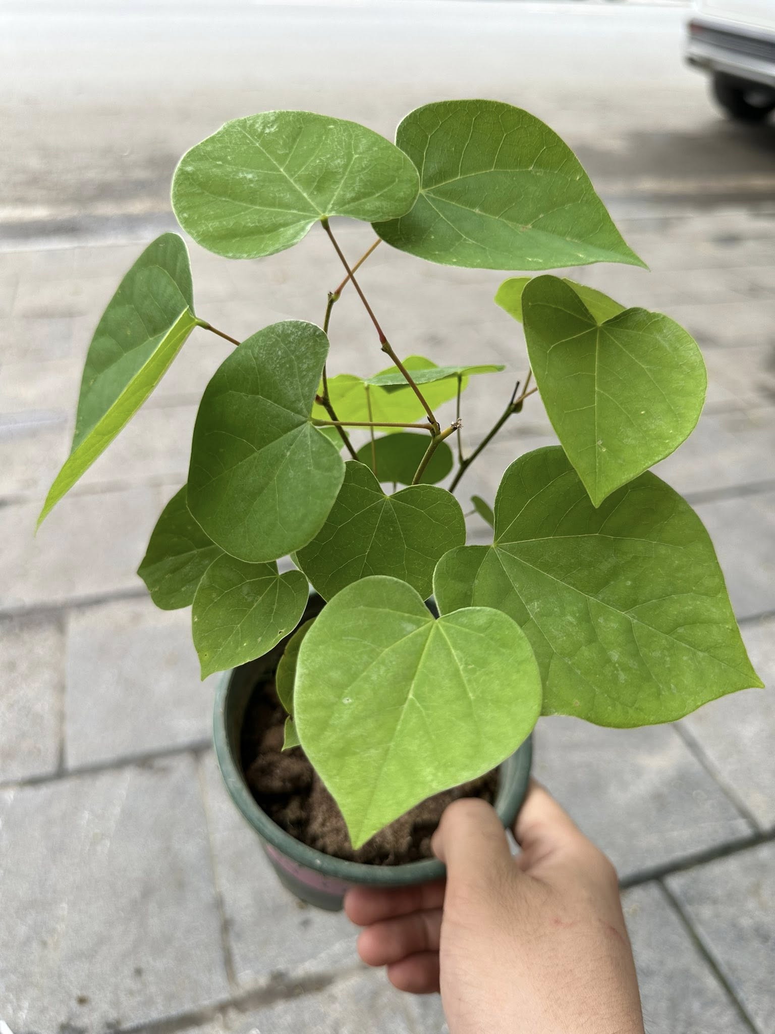Chậu Cây kiểng lá Rising Sun Redbud -Rising Sun Redbud - Loài cây gây lú cực mạnh khiến dân tình như hoa mắt Chậu Cây kiểng lá Rising Sun Redbud -Rising Sun Redbud - Loài cây gây lú cực mạnh khiến dân tình như hoa mắt