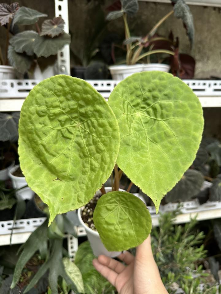 Chậu Cây kiểng lá begonia phutoensis nhiều thân nhiều lá Chậu Cây kiểng lá begonia phutoensis nhiều thân nhiều lá