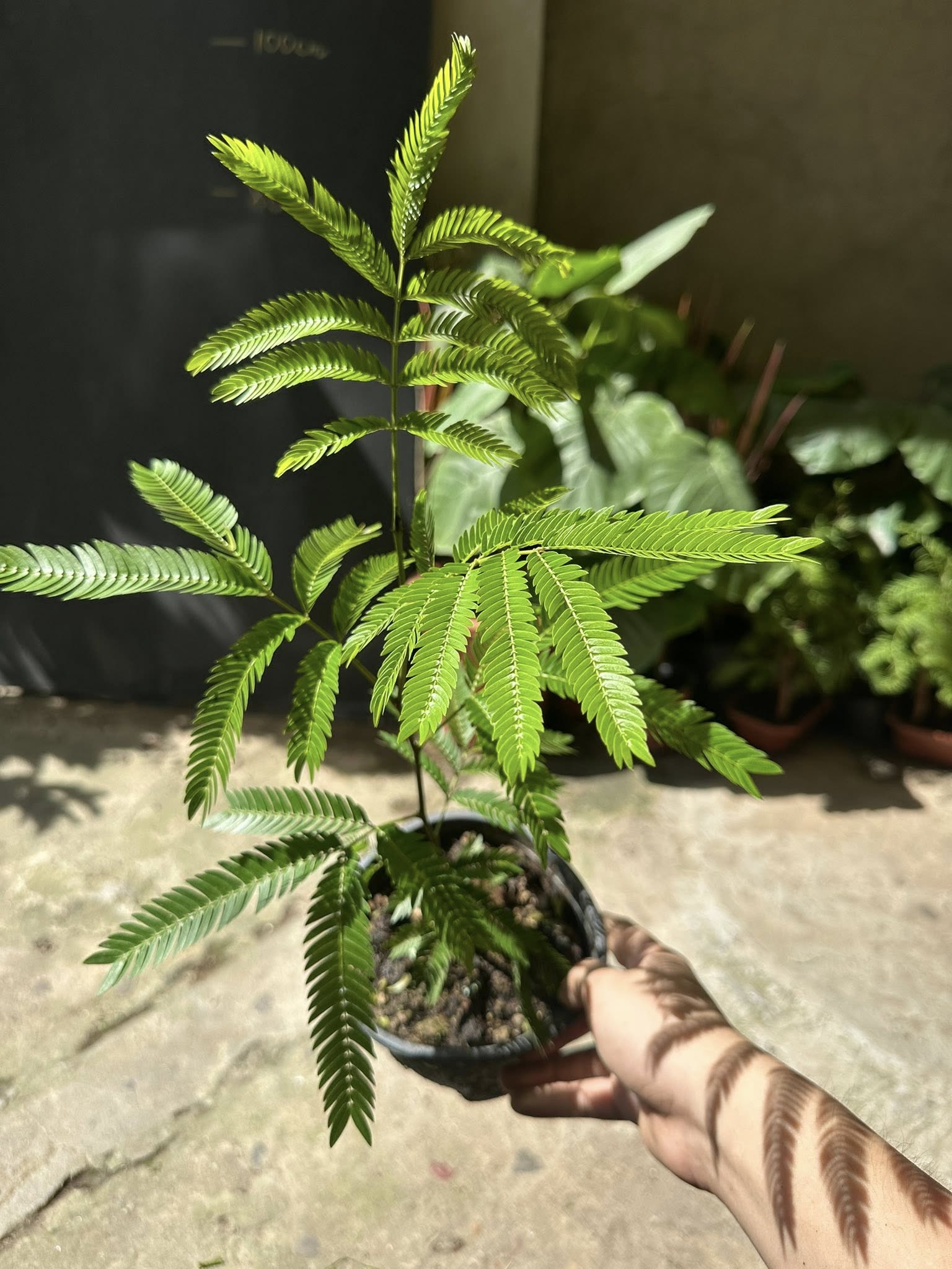 Chậu Cây kiểng lá Pithecellobium Confertum ( Everfresh) Chậu Cây kiểng lá Pithecellobium Confertum ( Everfresh)