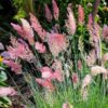 Cây Giống Cỏ Ruby grass / Cỏ hồng ngọc cấy mô ươm vỉ
