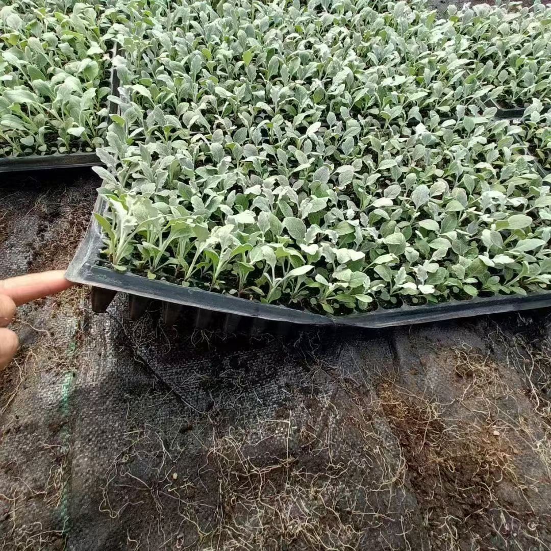 CÂY GIỐNG BẮP CẢI HOA HỒNG ƯƠM VỈ CÂY GIỐNG BẮP CẢI HOA HỒNG ƯƠM VỈ