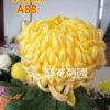 HOA CÚC NGOẠI NHẬP KHẨU MÃ A88