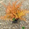 Rhizome dương xỉ mùa thu – loại cây trang trí độc đáo.