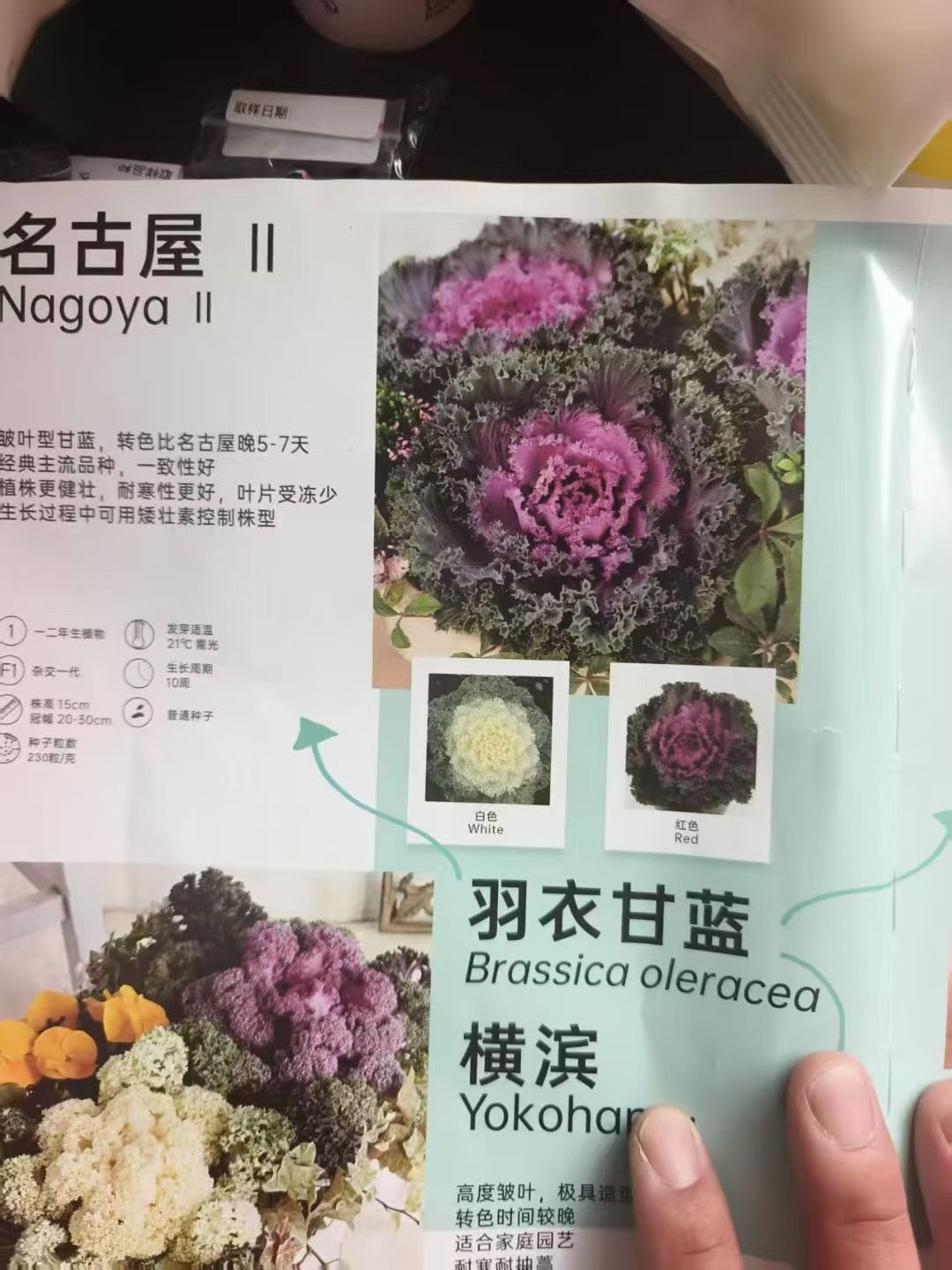 CÂY GIỐNG BẮP CẢI HOA HỒNG ƯƠM VỈ CÂY GIỐNG BẮP CẢI HOA HỒNG ƯƠM VỈ
