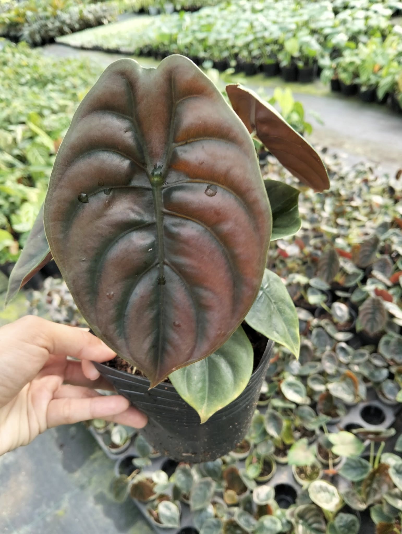 CHẬU Cây KIỂNG LÁ Alocasia Cuprea Red Secrect - Rồng đỏ size lá siêu bự, siêu đẹp CHẬU Cây KIỂNG LÁ Alocasia Cuprea Red Secrect - Rồng đỏ size lá siêu bự, siêu đẹp