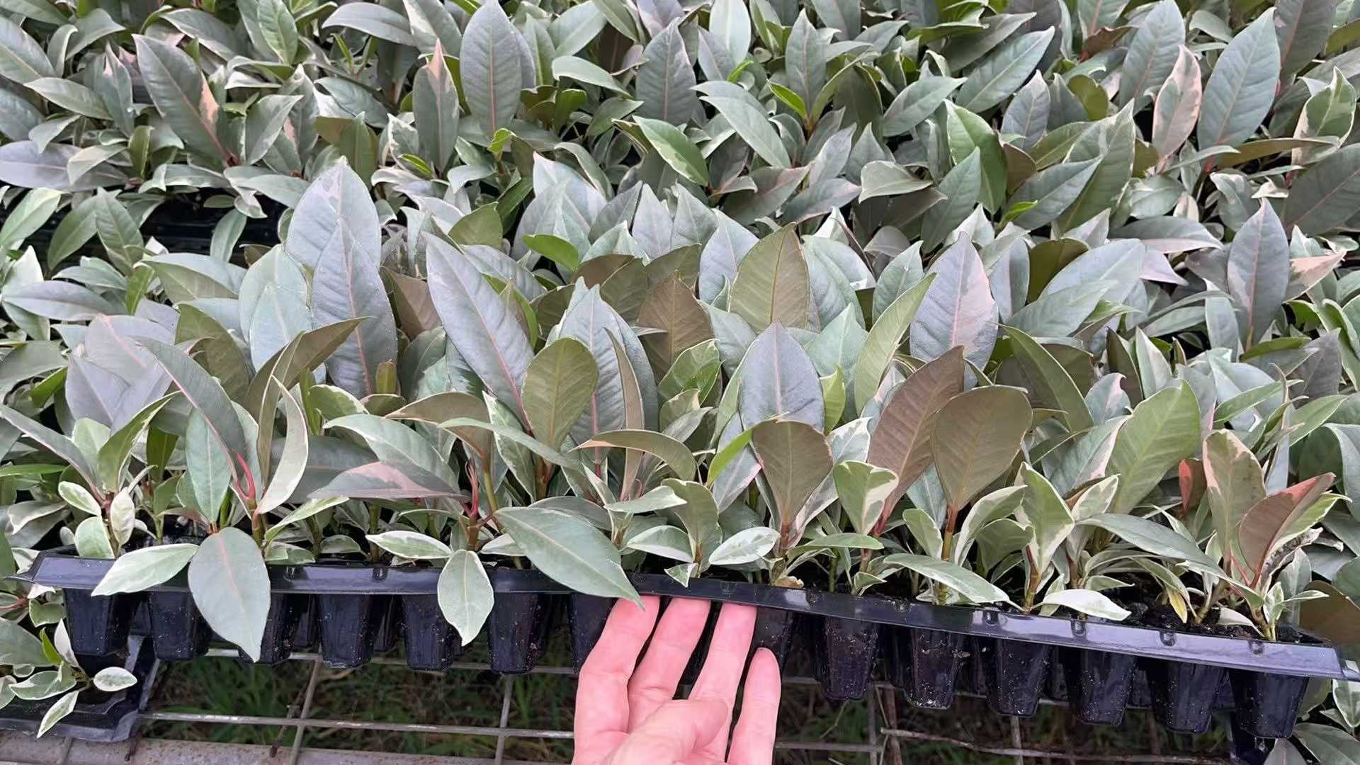 cây giống đa búp đỏ ươm mô cây giống đa búp đỏ ươm mô