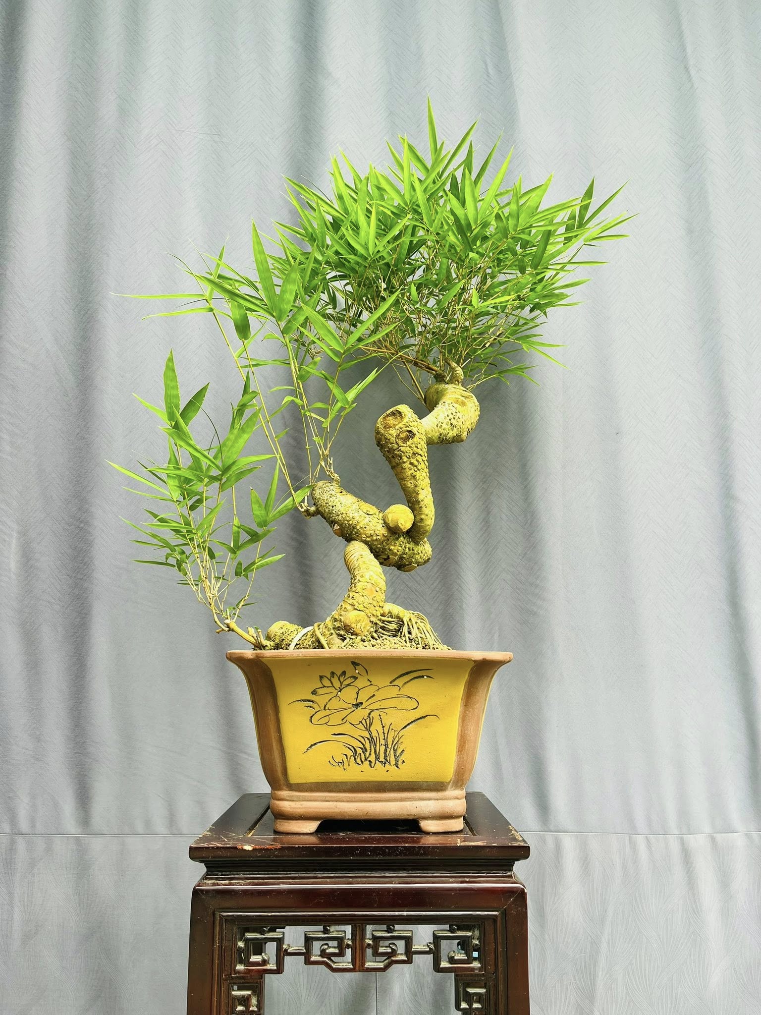TÁC PHẨM TRE NGÀ BONSAI : NGHỆ THUẬT ĐỈNH CAO TÁC PHẨM TRE NGÀ BONSAI : NGHỆ THUẬT ĐỈNH CAO