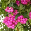 Cây giống " Cây S.lilly pilly  " nhập khẩu