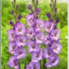 củ giống hoa lay ơn hà lan " Gladiolus Neautica"