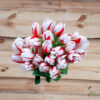 củ giống hoa Tulip ' Happy Generation '
