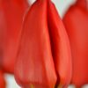 củ giống hoa Tulip ' Lalibela ' Nhập Khẩu