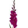 củ giống hoa lay ơn hà lan " Gladiolus Natan "