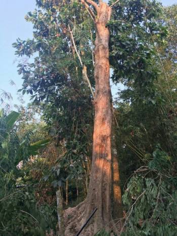 GIỐNG CÂY TRẮC ĐỎ GIỐNG CÂY TRẮC ĐỎ