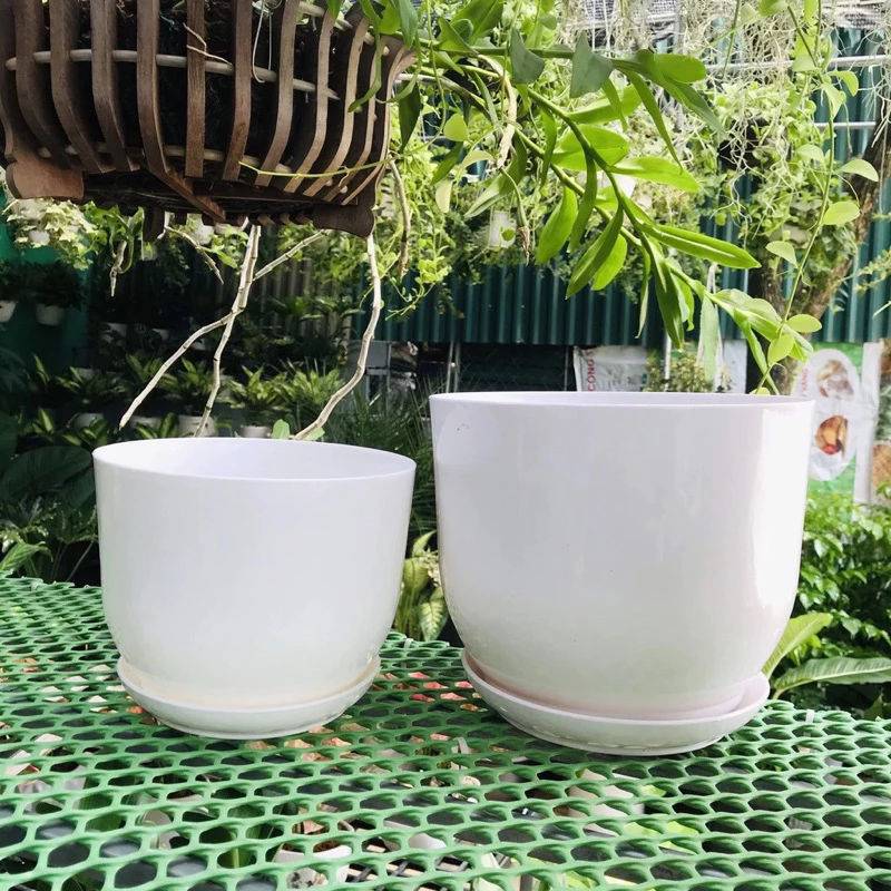 (Chậu +đĩa) Chậu nhựa tròn trắng giả sứ kèm đĩa siêu xinh, giống sứ 99% (Chậu +đĩa) Chậu nhựa tròn trắng giả sứ kèm đĩa siêu xinh, giống sứ 99%