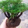 Cây trường sinh thảo (còn gọi là quyển bá, hồi sinh thảo, hoàn dương thảo,…)