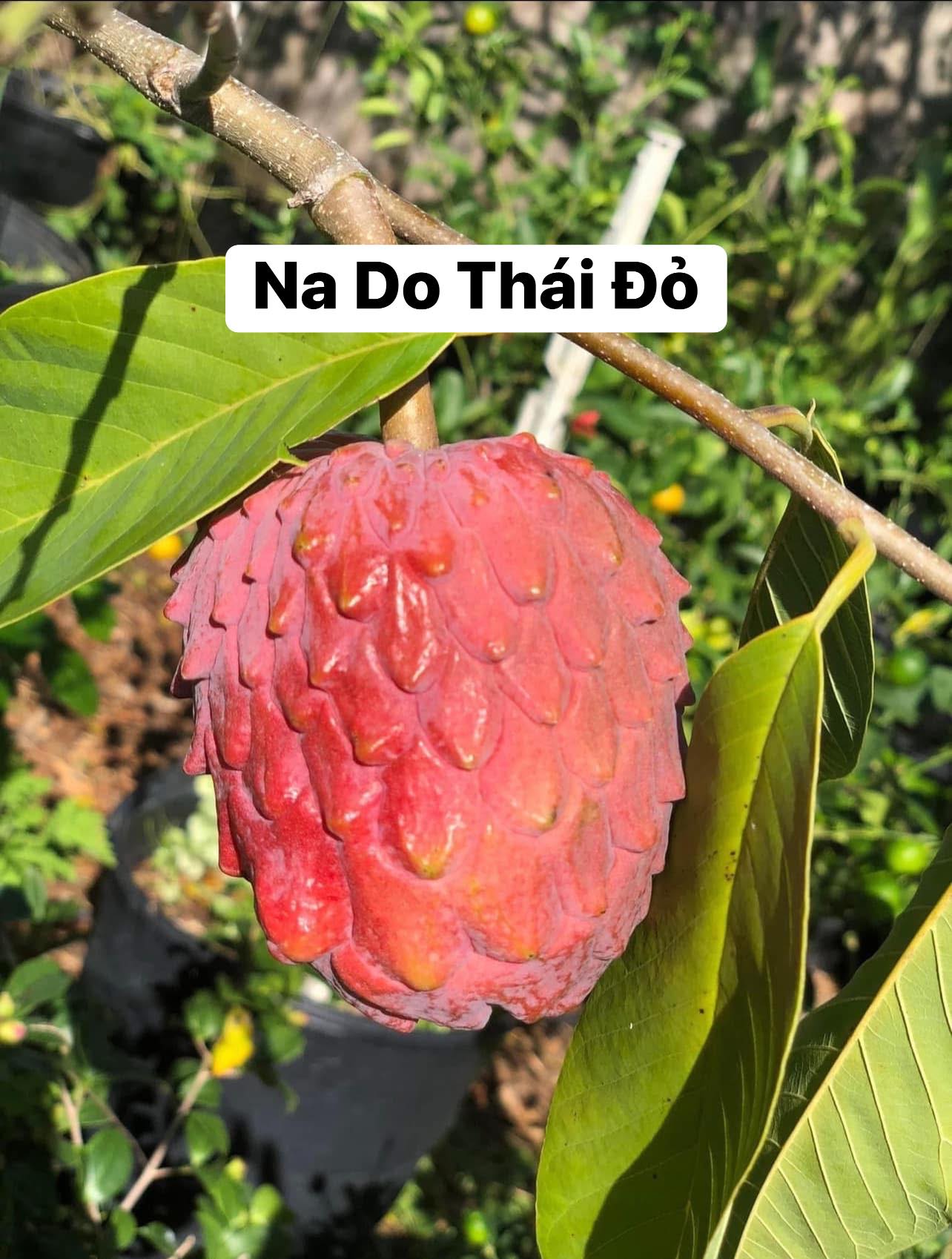 CÂY GIỐNG NA Red Geffner - NA DO THÁI ĐỎ NHẬP KHẨU CÂY GIỐNG NA Red Geffner - NA DO THÁI ĐỎ NHẬP KHẨU