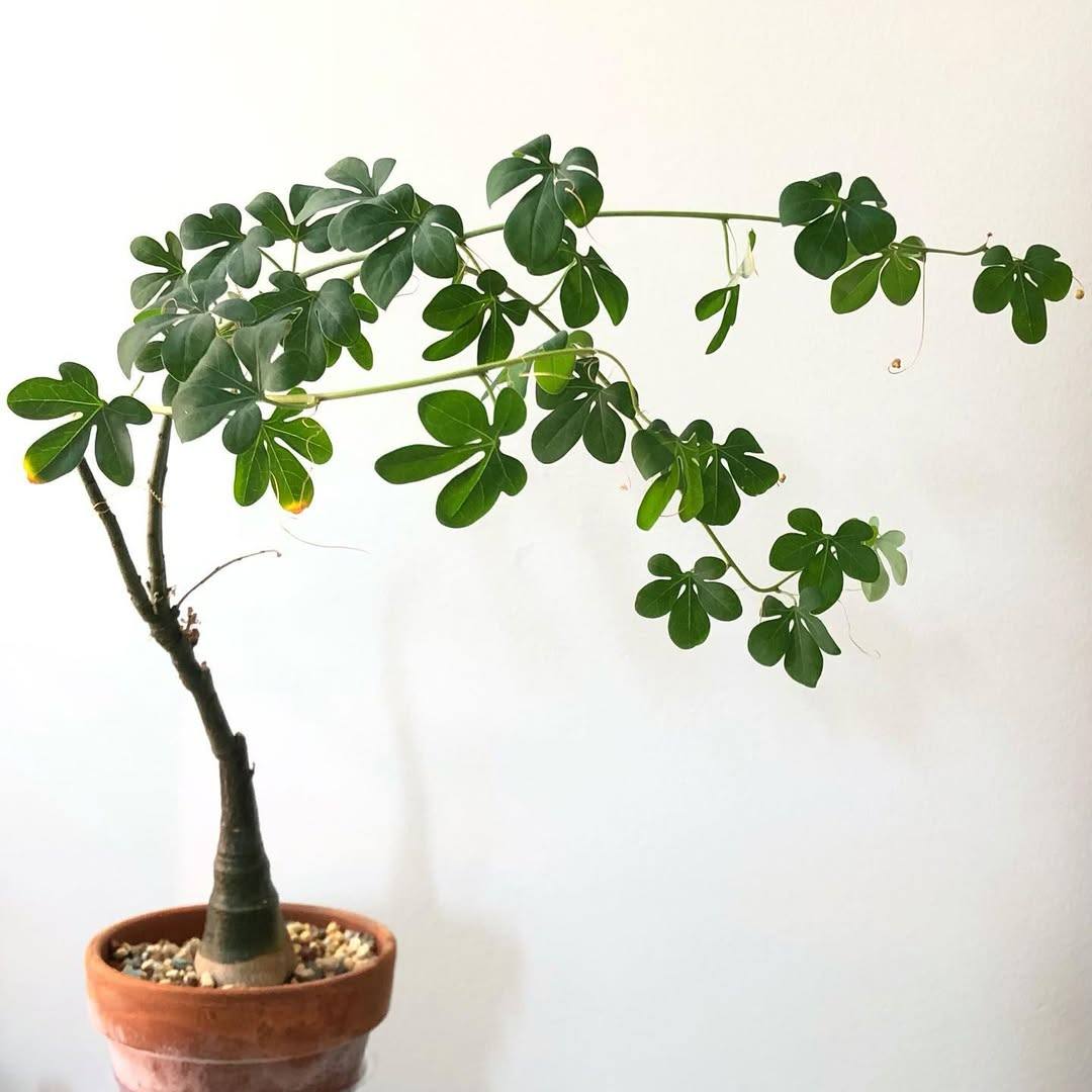 CÂY NỘI THẤT PHONG THỦY " Adenia glauca " CÂY NỘI THẤT PHONG THỦY " Adenia glauca "