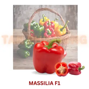 Hạt Giống Ớt Chuông Đỏ Massila RZ F1 Hạt Giống Ớt Chuông Đỏ Massila RZ F1