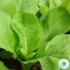 Hạt Giống Cải Mơ Lùn (Brasicca)