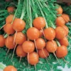 Hạt Giống Cà Rốt Tròn Trồng Chậu - Pháp Parisian (Daucus Carrota)