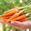 Hạt Giống Cà Rốt Baby - Gourmet Pháp (Daucus carota subsp. Sativus)