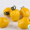 Hạt Giống Cà Chua Trái Táo Vàng F1 Pro