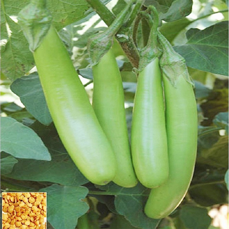 Hạt Giống Cà Xanh Mỡ Dài (Solanum melongena) Hạt Giống Cà Xanh Mỡ Dài (Solanum melongena)