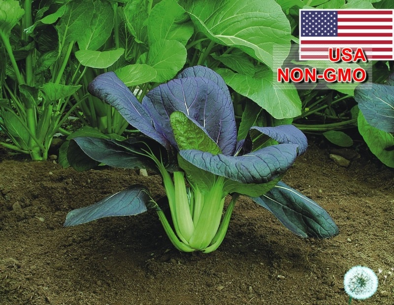 Hạt Giống Cải Thìa Đỏ - F1 (Brassica rapa chinensis) Hạt Giống Cải Thìa Đỏ - F1 (Brassica rapa chinensis)