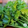 Hạt Giống Cần Tây Cao Sản (Apium graveolens)