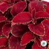 Hạt Giống Cây Lá Gấm Red Velvet
