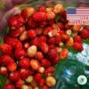 Hạt Giống Dâu Tây Mỹ - Rugen Siêu Ngon (Fragaria vesca)
