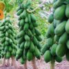 Hạt Giống Đu Đủ Lùn Ruột Vàng (Carica papaya)