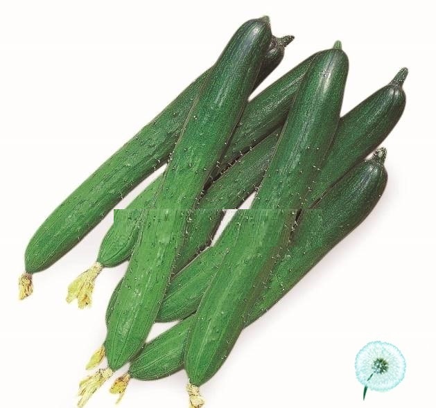 Hạt Giống Dưa Chuột Nhật TG02 F1 Hạt Giống Dưa Chuột Nhật TG02 F1