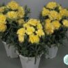 Hạt Giống Hoa Cẩm Chướng Kép Trồng Chậu LILLIPOT Yellow