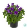 Hạt Giống Hoa Chuông Trồng Chậu APPEAL Deep Blue