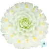Hạt Giống Hoa Cúc Bách Nhật Trồng Chậu White