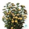 Hạt Giống Hoa Cúc Cắt Cành SERENADE Cúc Nhí Yellow