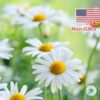 Hạt Giống Hoa Cúc Họa Mi Marguerite 50cm (Chrysanthemum leucanthemum )