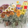 Hạt Giống Hoa Cúc Huân Chương Talent Mix F1 Pro