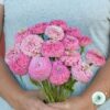 Hạt Giống Hoa Cúc Lá Nhám Cắt Cành 7cm Pink
