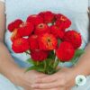Hạt Giống Hoa Cúc Lá Nhám Cắt Cành 7cm Scarlet