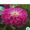 Hạt Giống Hoa Cúc Lá Nhám Giant Purple F1Pro