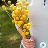 Hạt Giống Hoa Cúc Nút Áo Vàng (Craspedia globosa)