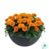 Hạt Giống Hoa Cúc Vạn Thọ Pháp Ban Mai Orange Bee